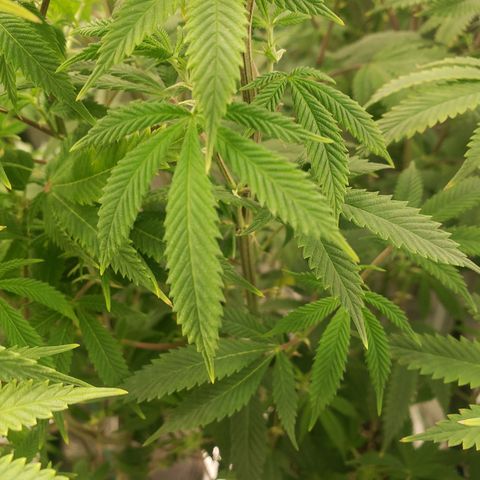 Geloctane  growlog photo: Pretty sure we got a Nitrogen deficiency 