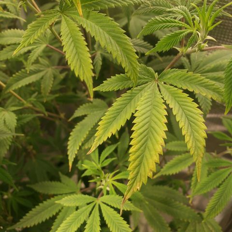 Geloctane  growlog photo: Pretty sure we got a Nitrogen deficiency 