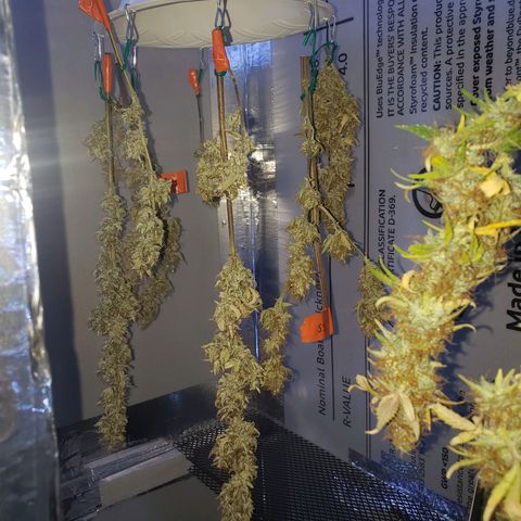 Geloctane  growlog photo: A little larfy but getting better 
