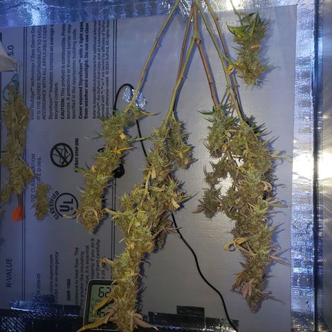 Geloctane  growlog photo: A little larfy but getting better 