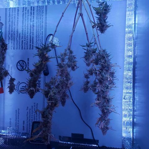 Geloctane  growlog photo: A little larfy but getting better 