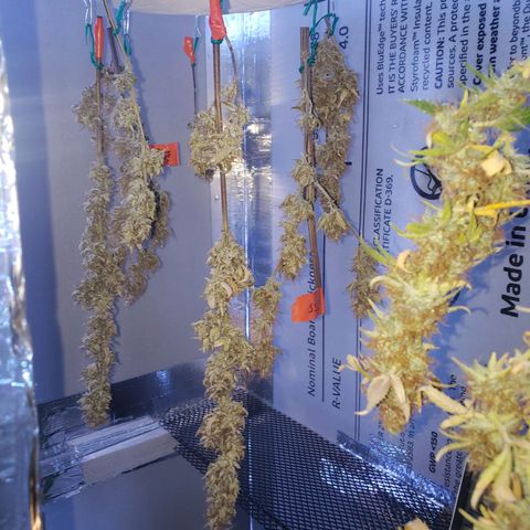 Geloctane  growlog photo: A little larfy but getting better 