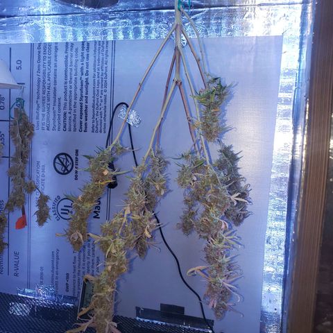 Geloctane  growlog photo: A little larfy but getting better 
