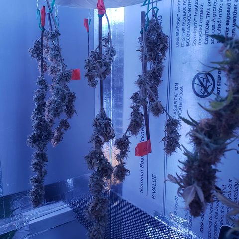 Geloctane  growlog photo: A little larfy but getting better 