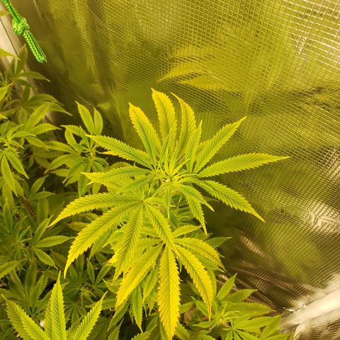 Geloctane  growlog photo: They need nitrogen 