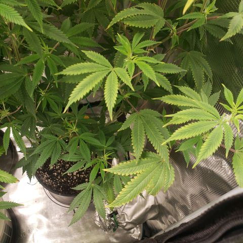 Geloctane  growlog photo: They need nitrogen 