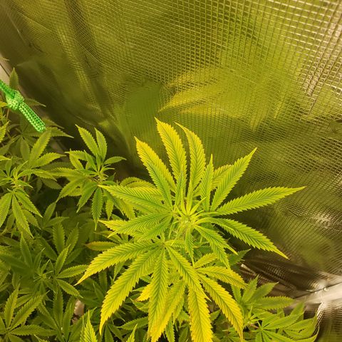 Geloctane  growlog photo: They need nitrogen 
