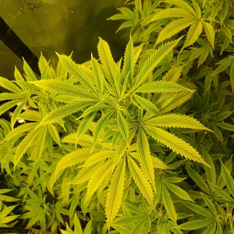 Geloctane  growlog photo: They need nitrogen 