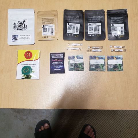 Geloctane  growlog photo: 50 seed mix autoflowers and photo period stock 