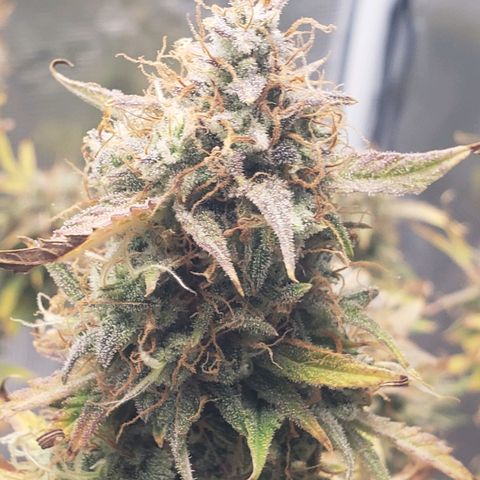 Geloctane  growlog photo: I think I'm gonna harvest on Friday 