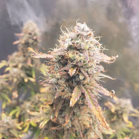 Geloctane  growlog photo: I think I'm gonna harvest on Friday 