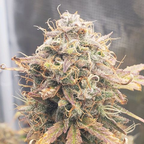 Geloctane  growlog photo: I think I'm gonna harvest on Friday 