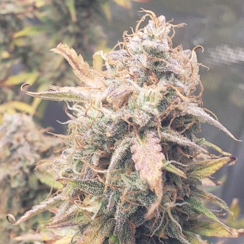 Geloctane  growlog photo: I think I'm gonna harvest on Friday 