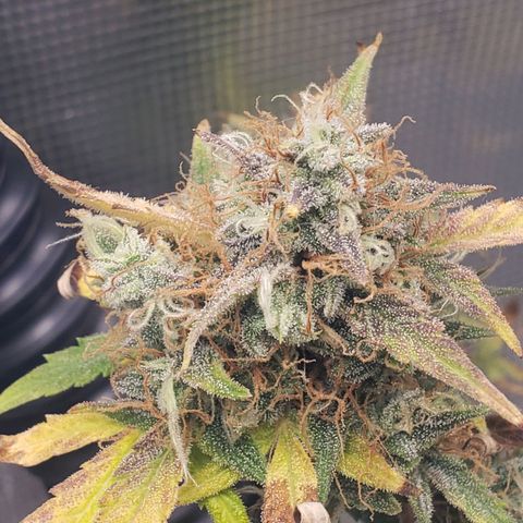Geloctane  growlog photo: I think I'm gonna harvest on Friday 