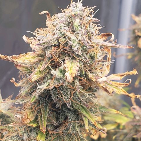 Geloctane  growlog photo: I think I'm gonna harvest on Friday 