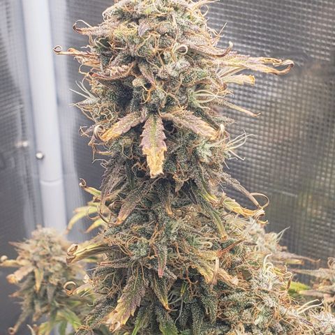 Geloctane  growlog photo: I think I'm gonna harvest on Friday 