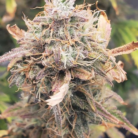 Geloctane  growlog photo: I think I'm gonna harvest on Friday 