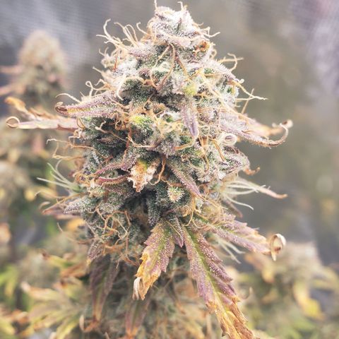 Geloctane  growlog photo: I think I'm gonna harvest on Friday 