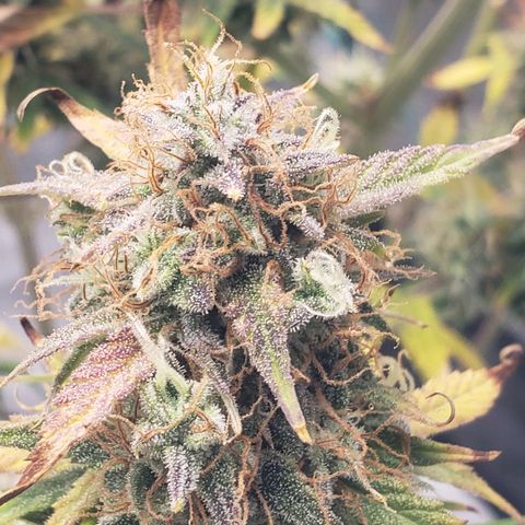 Geloctane  growlog photo: I think I'm gonna harvest on Friday 