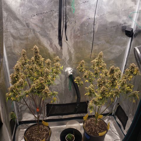 Geloctane  growlog photo: Gotta make room for the mother plant 