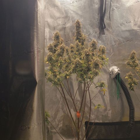 Geloctane  growlog photo: Gotta make room for the mother plant 