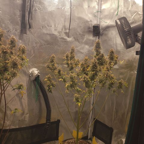 Geloctane  growlog photo: Gotta make room for the mother plant 