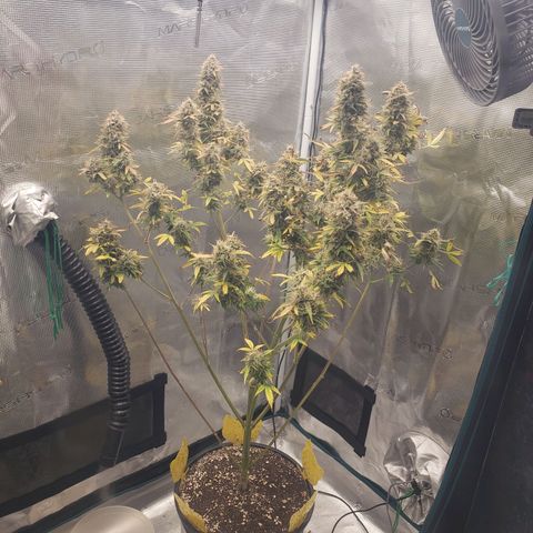 Geloctane  growlog photo: Gotta make room for the mother plant 
