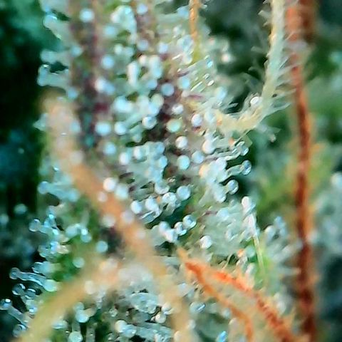 Geloctane  growlog photo: Some buds are ready to be harvested some aren't i am not gonna do a stagger the harvest I'm gonna wait a few more days and cut it all down at once 