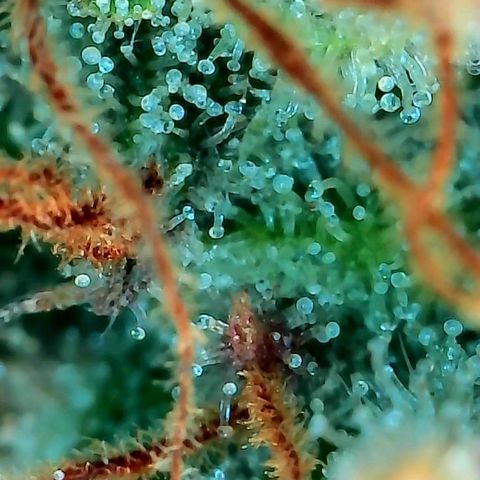 Geloctane  growlog photo: Some buds are ready to be harvested some aren't i am not gonna do a stagger the harvest I'm gonna wait a few more days and cut it all down at once 