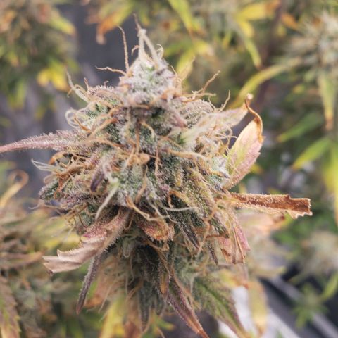 Geloctane  growlog photo: Some buds are ready to be harvested some aren't i am not gonna do a stagger the harvest I'm gonna wait a few more days and cut it all down at once 