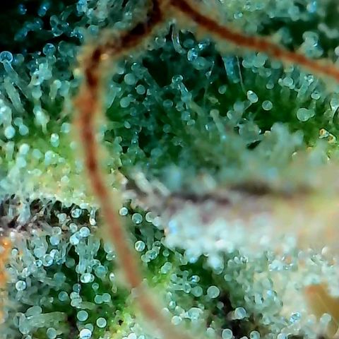 Geloctane  growlog photo: Some buds are ready to be harvested some aren't i am not gonna do a stagger the harvest I'm gonna wait a few more days and cut it all down at once 