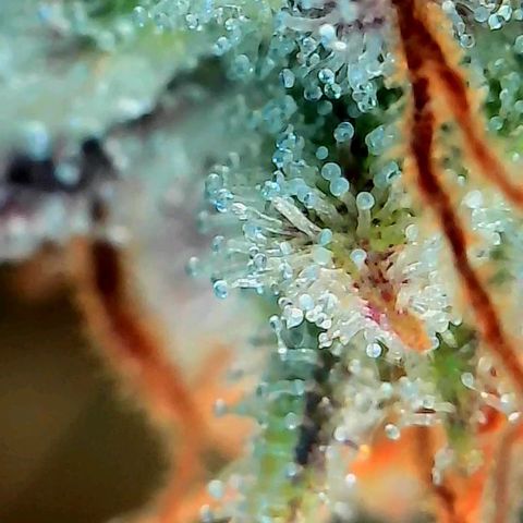 Geloctane  growlog photo: Some buds are ready to be harvested some aren't i am not gonna do a stagger the harvest I'm gonna wait a few more days and cut it all down at once 