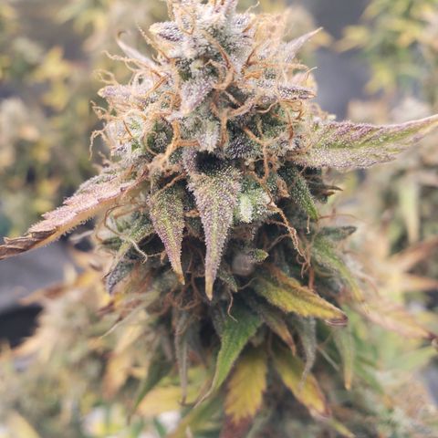 Geloctane  growlog photo: Some buds are ready to be harvested some aren't i am not gonna do a stagger the harvest I'm gonna wait a few more days and cut it all down at once 
