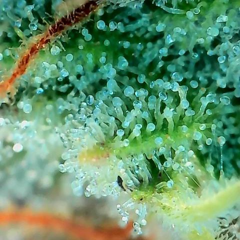 Geloctane  growlog photo: Some buds are ready to be harvested some aren't i am not gonna do a stagger the harvest I'm gonna wait a few more days and cut it all down at once 