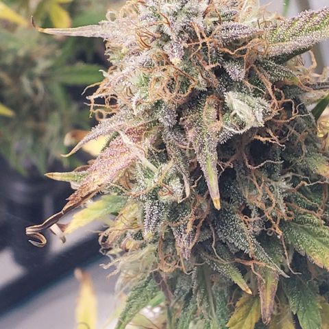 Geloctane  growlog photo: Some buds are ready to be harvested some aren't i am not gonna do a stagger the harvest I'm gonna wait a few more days and cut it all down at once 