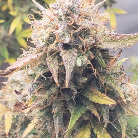 Geloctane  growlog photo: Some buds are ready to be harvested some aren't i am not gonna do a stagger the harvest I'm gonna wait a few more days and cut it all down at once 