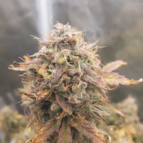 Geloctane  growlog photo: Some buds are ready to be harvested some aren't i am not gonna do a stagger the harvest I'm gonna wait a few more days and cut it all down at once 