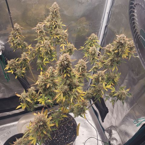 Geloctane  growlog photo: Couple more days 