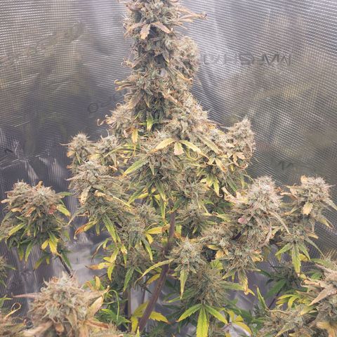 Geloctane  growlog photo: Couple more days 