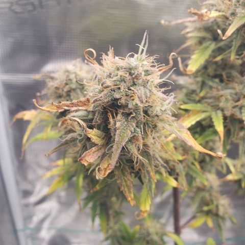 Geloctane  growlog photo: Couple more days 