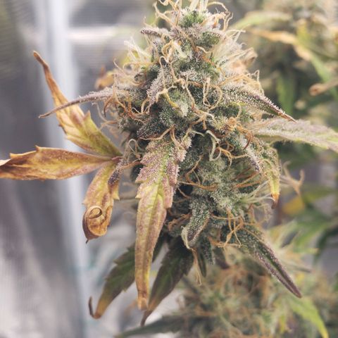 Geloctane  growlog photo: Couple more days 