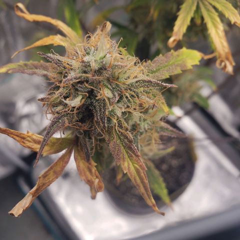 Geloctane  growlog photo: Couple more days 