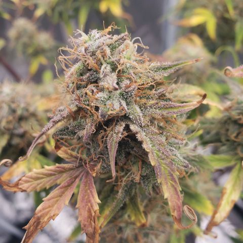 Geloctane  growlog photo: Couple more days 