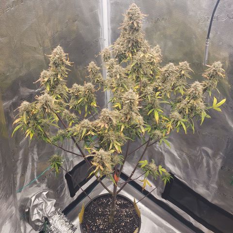 Geloctane  growlog photo: Couple more days 
