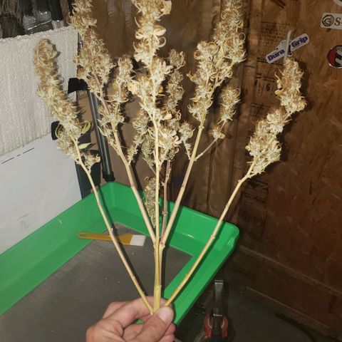 Geloctane  growlog photo: I'm excited to see how much I get from the 2 Khalifa Kush auto flowers because the one was stunted it can't weigh more than 10 g 
