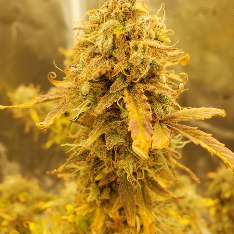 Geloctane  growlog photo: I'm excited to see how much I get from the 2 Khalifa Kush auto flowers because the one was stunted it can't weigh more than 10 g 