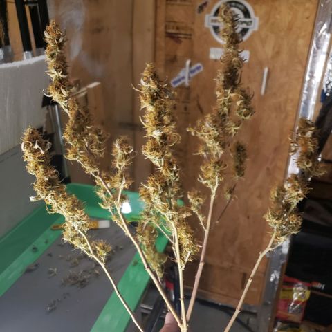 Geloctane  growlog photo: I'm excited to see how much I get from the 2 Khalifa Kush auto flowers because the one was stunted it can't weigh more than 10 g 