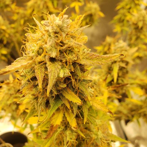 Geloctane  growlog photo: I'm excited to see how much I get from the 2 Khalifa Kush auto flowers because the one was stunted it can't weigh more than 10 g 