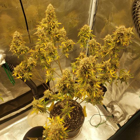 Geloctane  growlog photo: I'm excited to see how much I get from the 2 Khalifa Kush auto flowers because the one was stunted it can't weigh more than 10 g 
