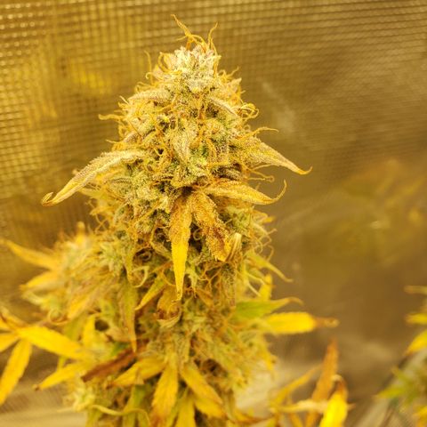 Geloctane  growlog photo: I'm excited to see how much I get from the 2 Khalifa Kush auto flowers because the one was stunted it can't weigh more than 10 g 